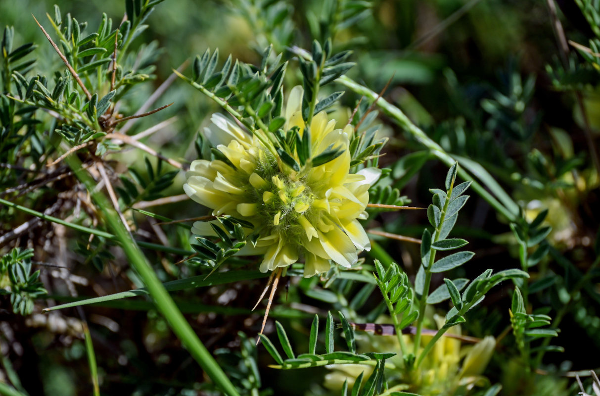 Изображение особи Astragalus aureus.