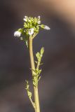 Cardamine tenera