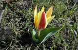 Tulipa berkariensis