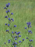 Anchusa procera