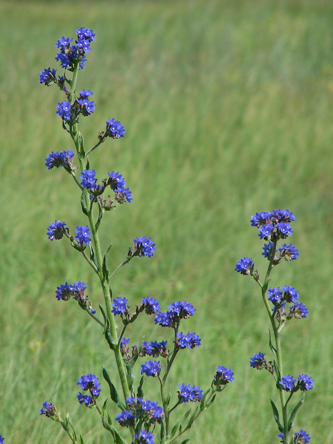 Изображение особи Anchusa procera.