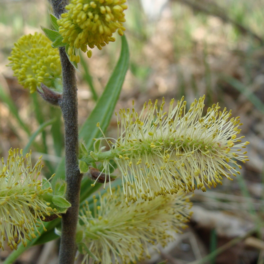 Image of genus Salix specimen.