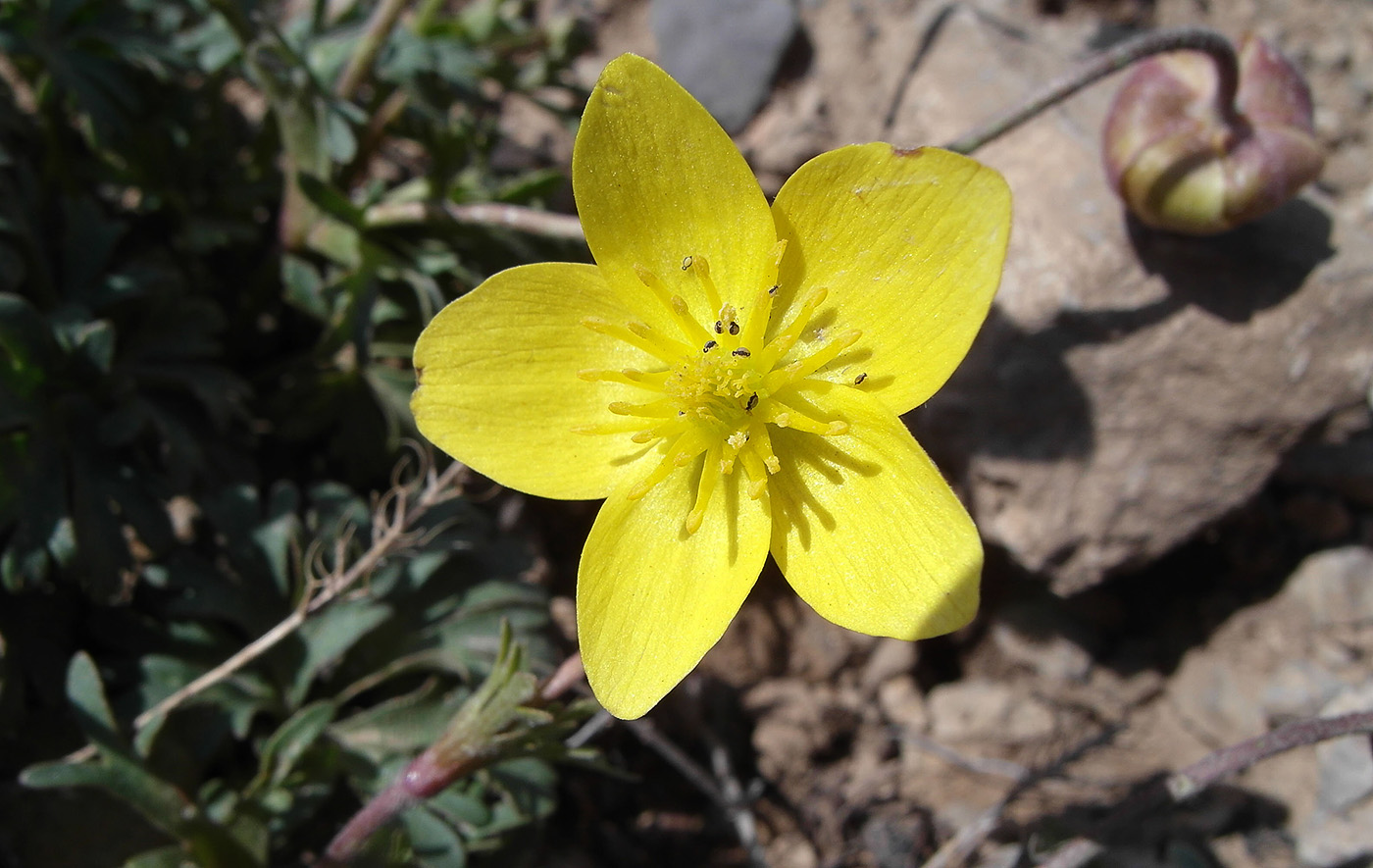 Image of Anemone petiolulosa specimen.