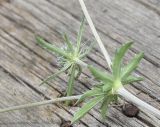 Eryngium planum. Часть веточки с развивающимся соцветием. Кабардино-Балкария, Эльбрусский р-н, окр. устья р. Бедык, луг на правом берегу. 25 июля 2022 г.