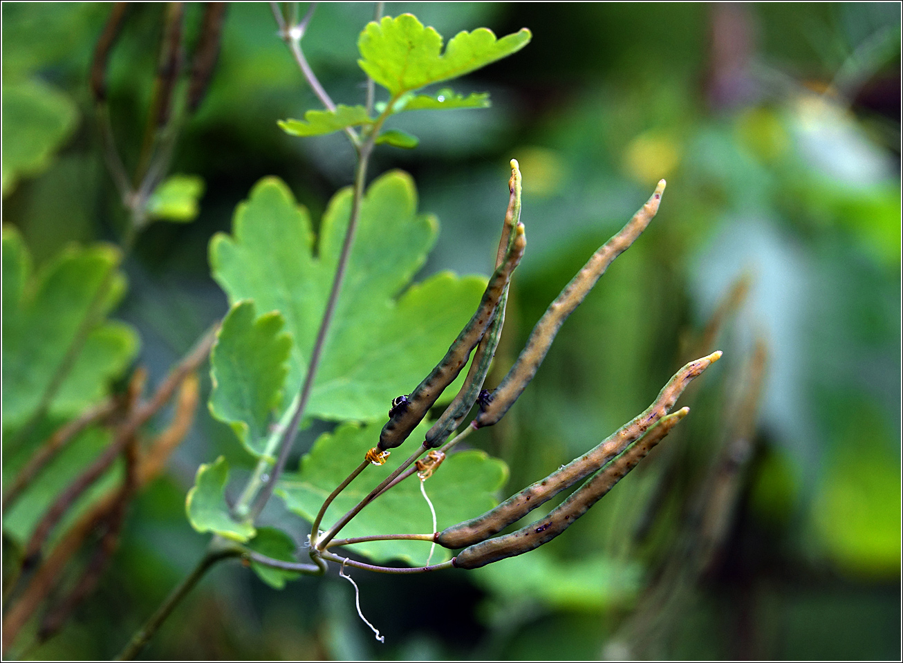 Изображение особи Chelidonium majus.