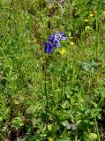 Aquilegia sibirica
