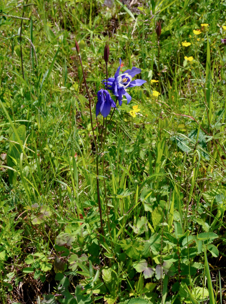 Изображение особи Aquilegia sibirica.