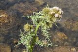 Cirsium polyacanthum. Верхняя часть цветущего растения. Узбекистан, Наманганская обл., Папский р-н, местность Арашан, окр. термального источника, берег речки. 11.07.2023.