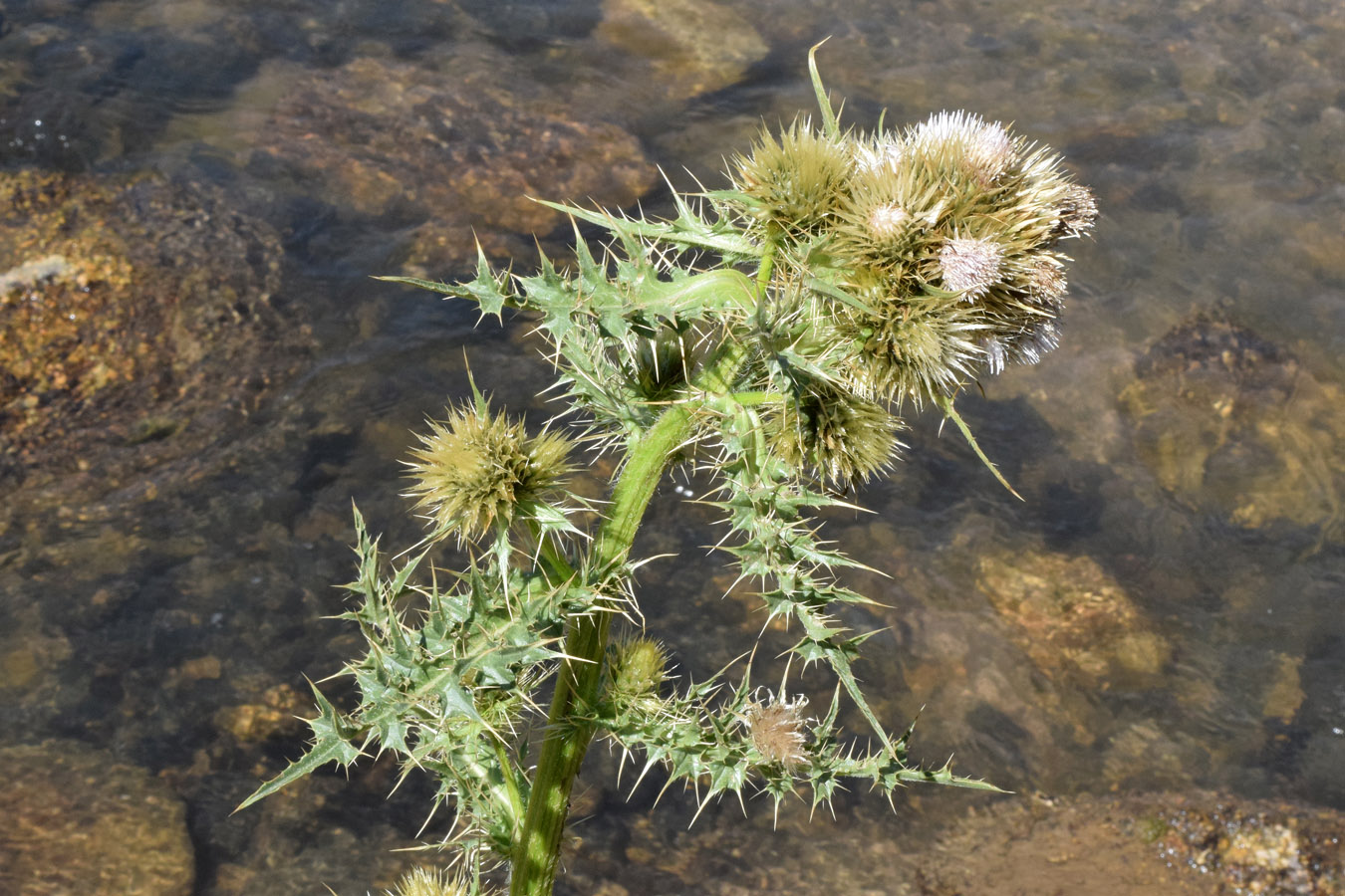 Изображение особи Cirsium polyacanthum.