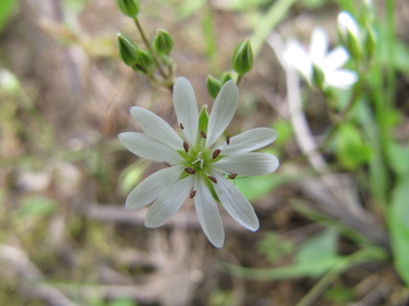 Image of Stellaria graminea specimen.
