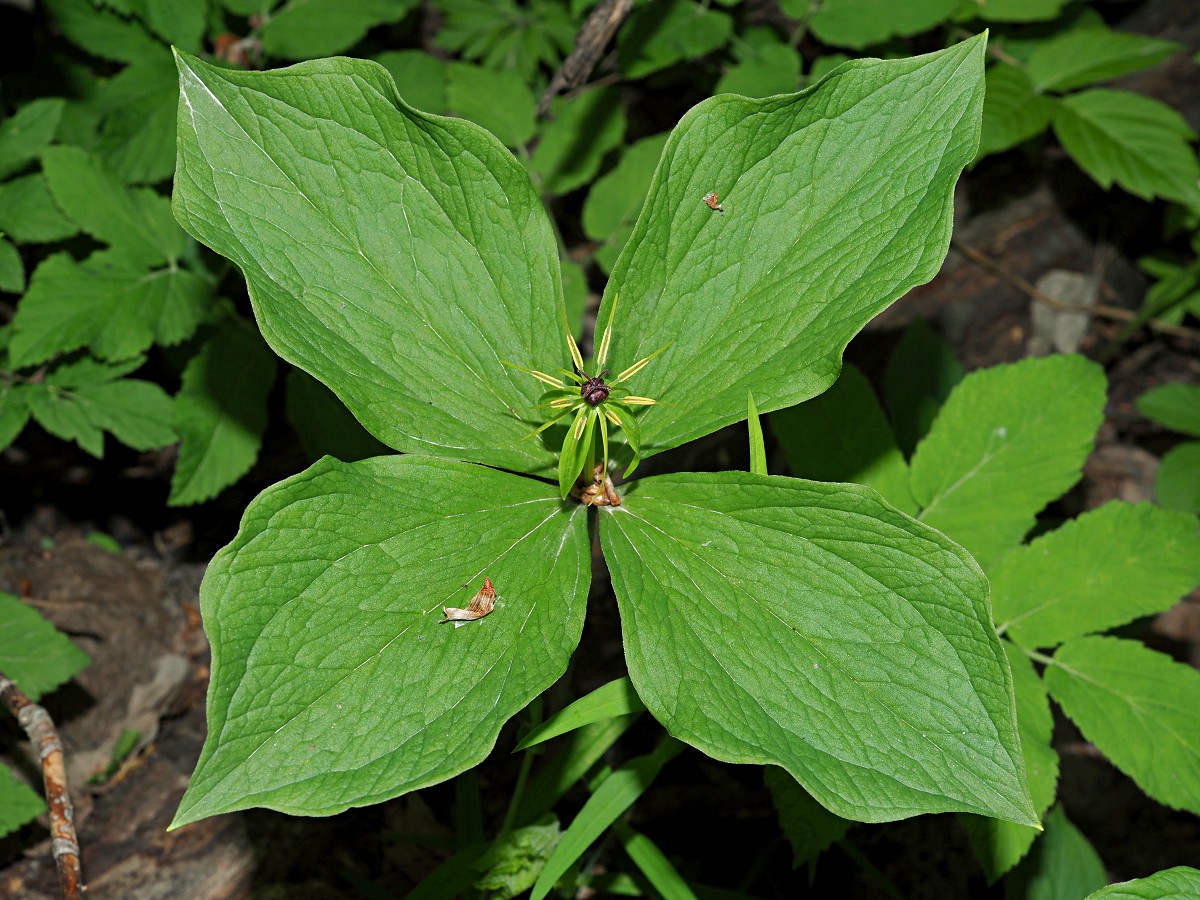 Image of Paris quadrifolia specimen.