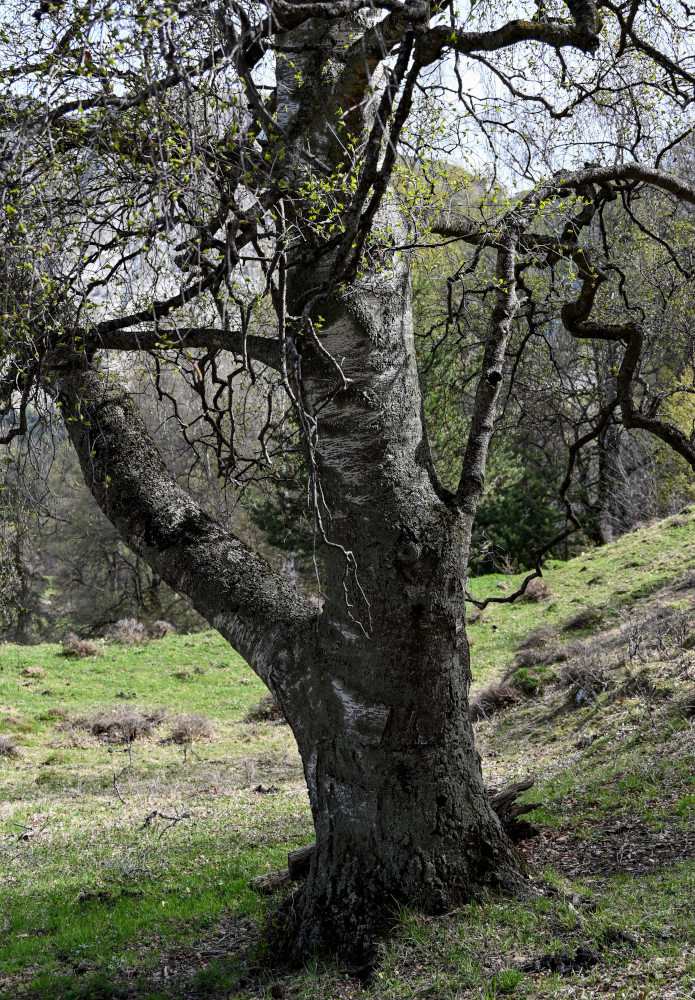 Image of Betula pendula specimen.