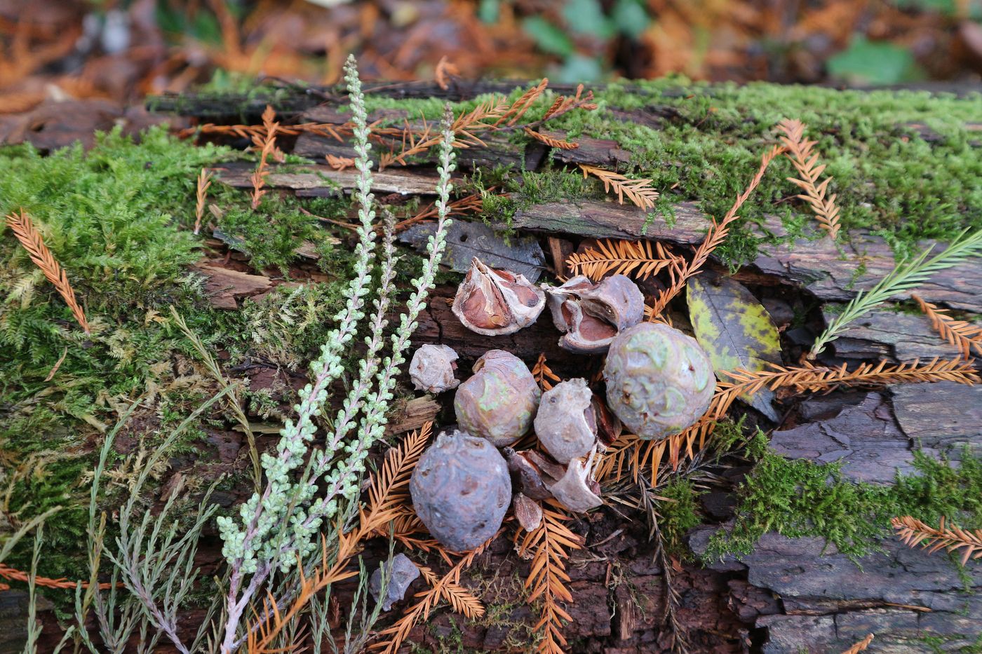 Image of Taxodium distichum specimen.