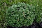 Artemisia tilesii. Цветущие растения. Красноярский край, Таймырский Долгано-Ненецкий р-н, пос. Хантайское Озеро, луг. 22.07.2023.