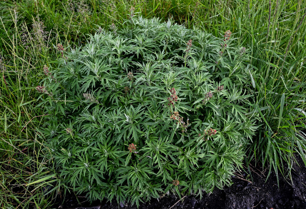 Image of Artemisia tilesii specimen.