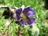 Geranium platypetalum