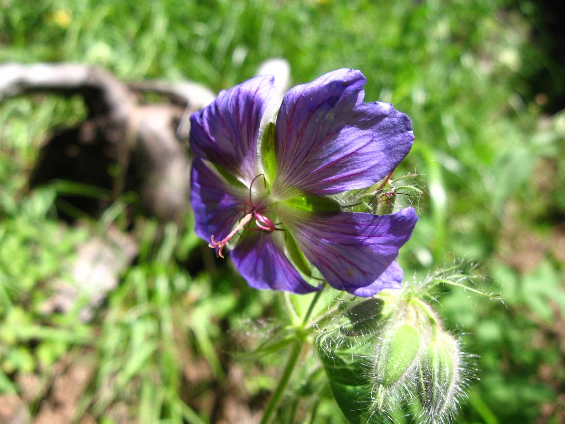 Изображение особи Geranium platypetalum.