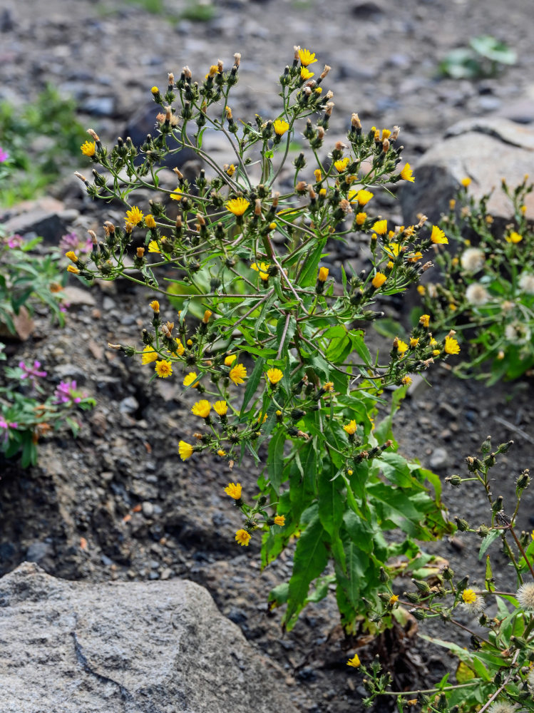 Изображение особи Picris japonica.