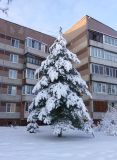 Pinus sylvestris. Взрослое дерево в снегу. Московская обл., г. Электрогорск, ул. Горького, в культуре. 24.12.2023.