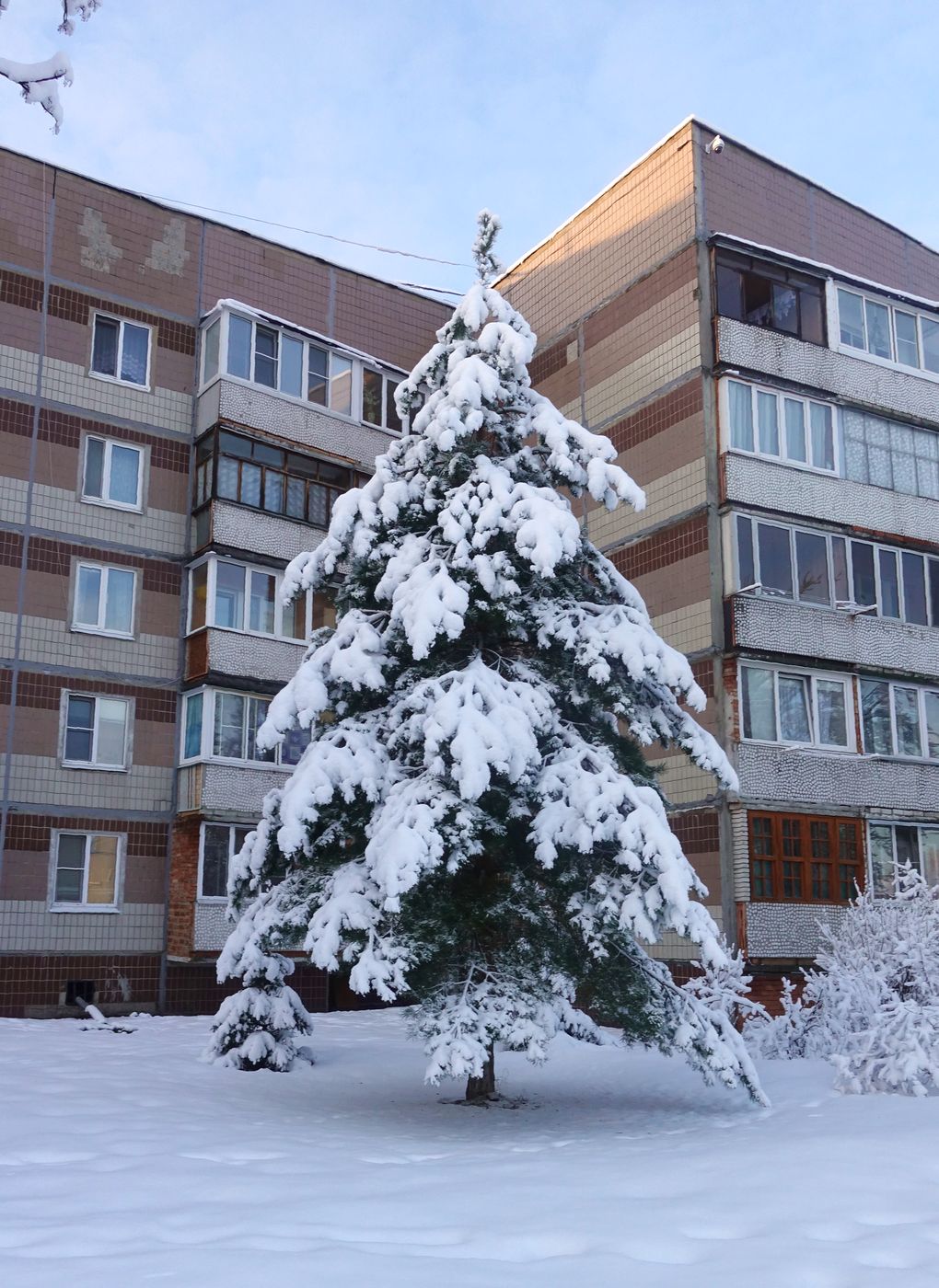 Изображение особи Pinus sylvestris.