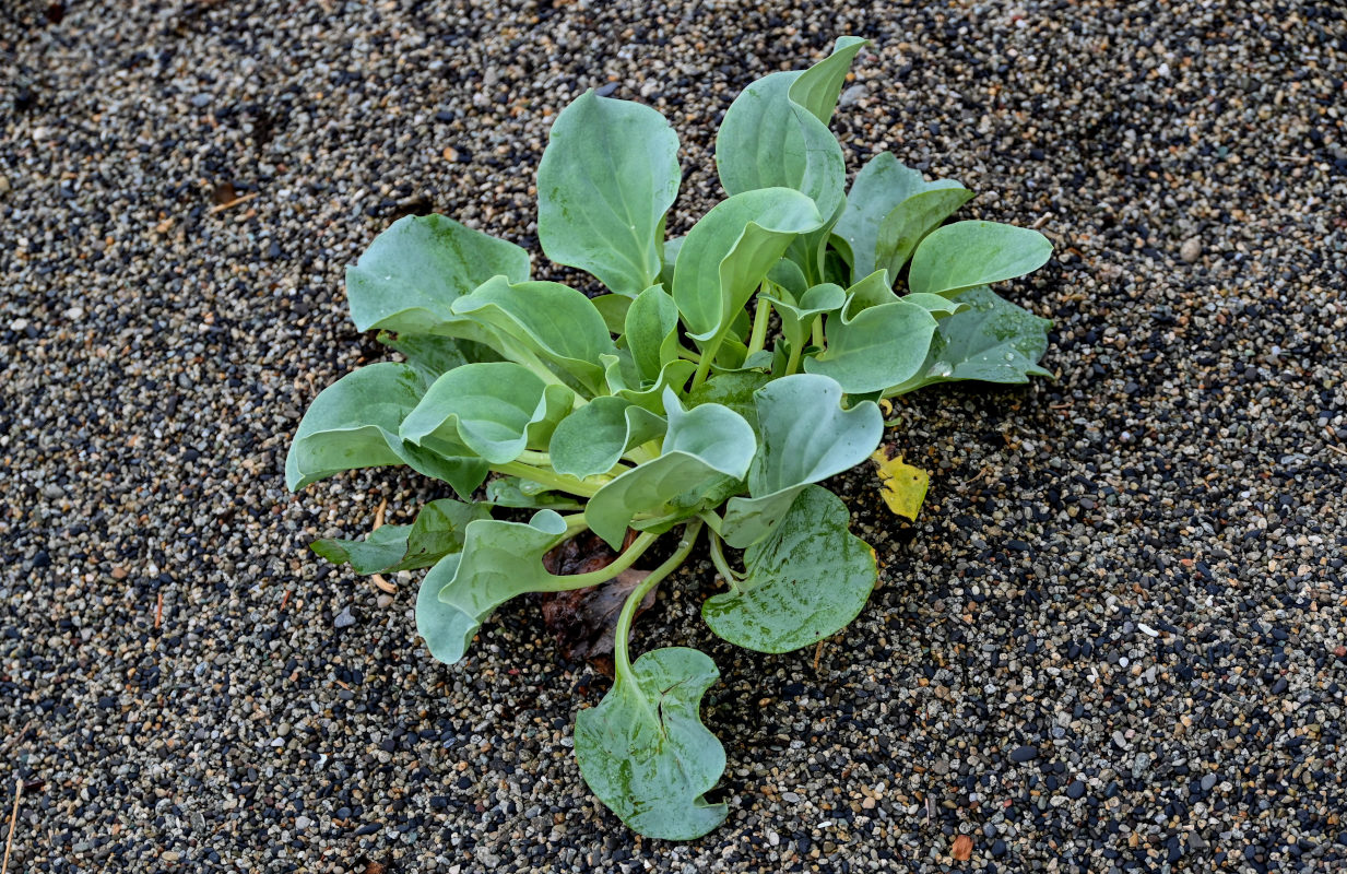 Image of Mertensia maritima specimen.