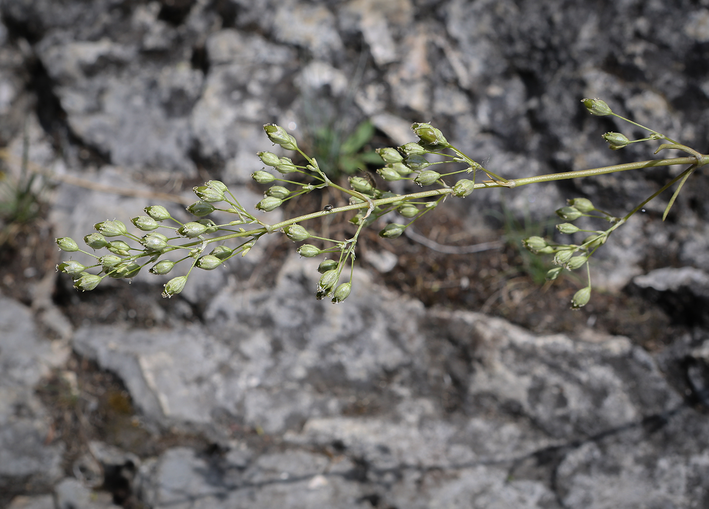 Image of Silene klokovii specimen.