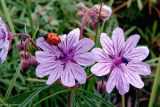 Geranium linearilobum