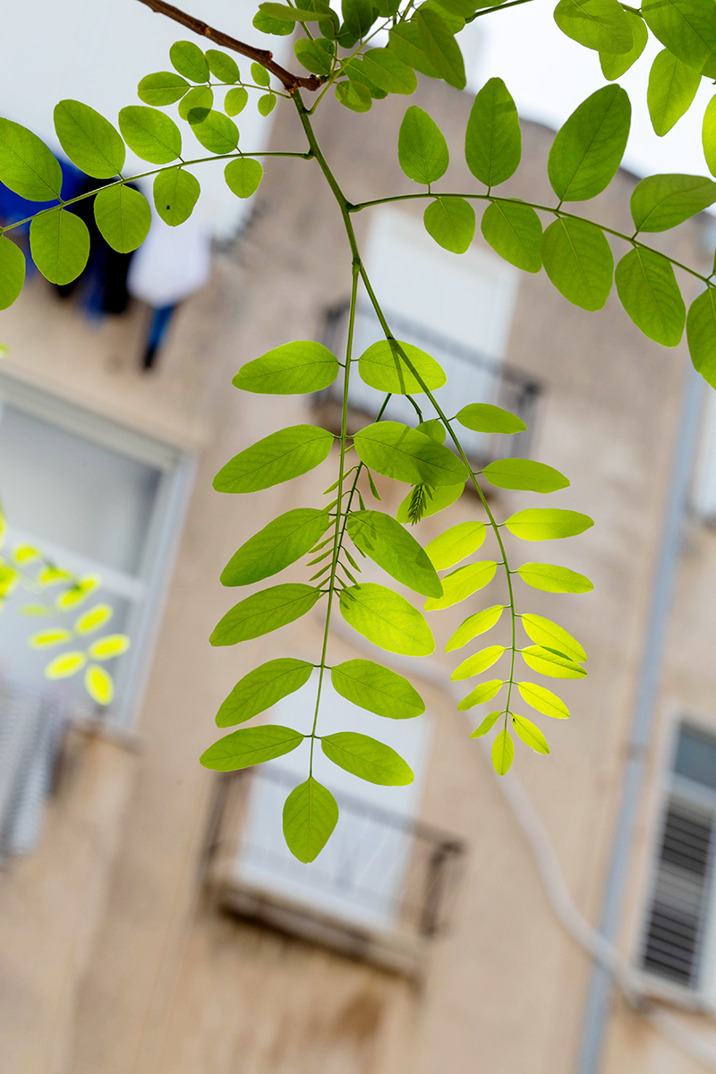 Изображение особи Robinia pseudoacacia.