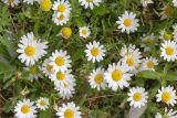 Anthemis palaestina. Соцветия. Израиль, г. Бат-Ям, на обочине дороги. 16.03.2024.