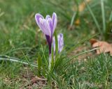 Crocus vernus. Цветущее растение. Краснодар, парк \"Краснодар\", Японский сад, в культуре. 21.03.2024.