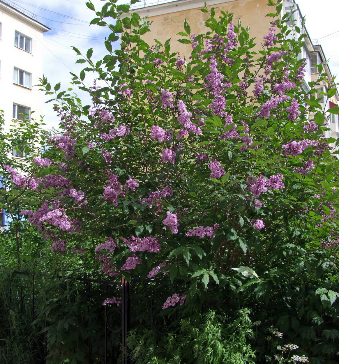 Изображение особи Syringa josikaea.