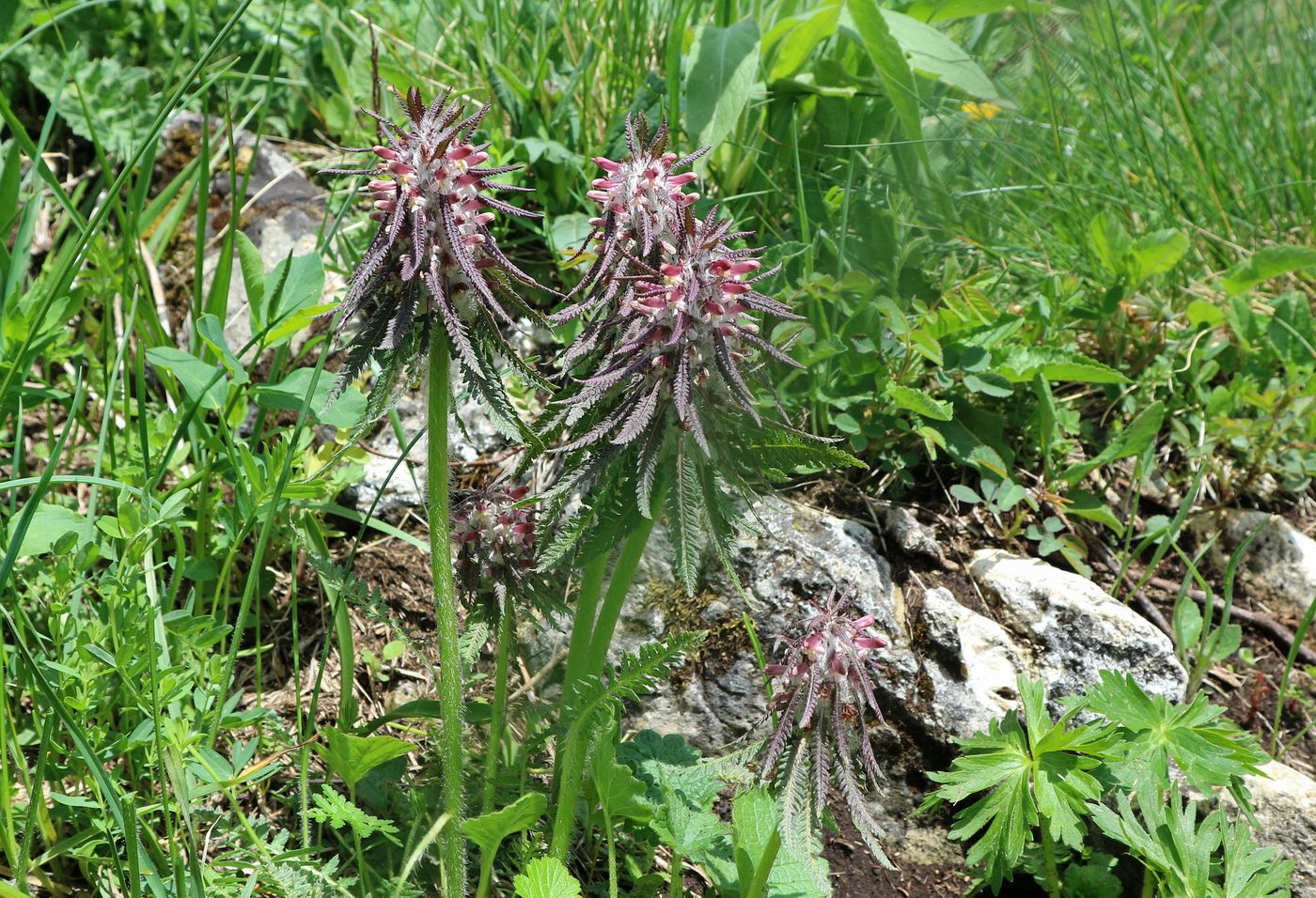 Изображение особи Pedicularis wilhelmsiana.