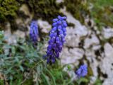 Muscari dolichanthum. Соцветие. Краснодарский край, г/о Сочи, Адлерский р-н, ущ. Ахцу, отвесная скала. 22.04.2022.