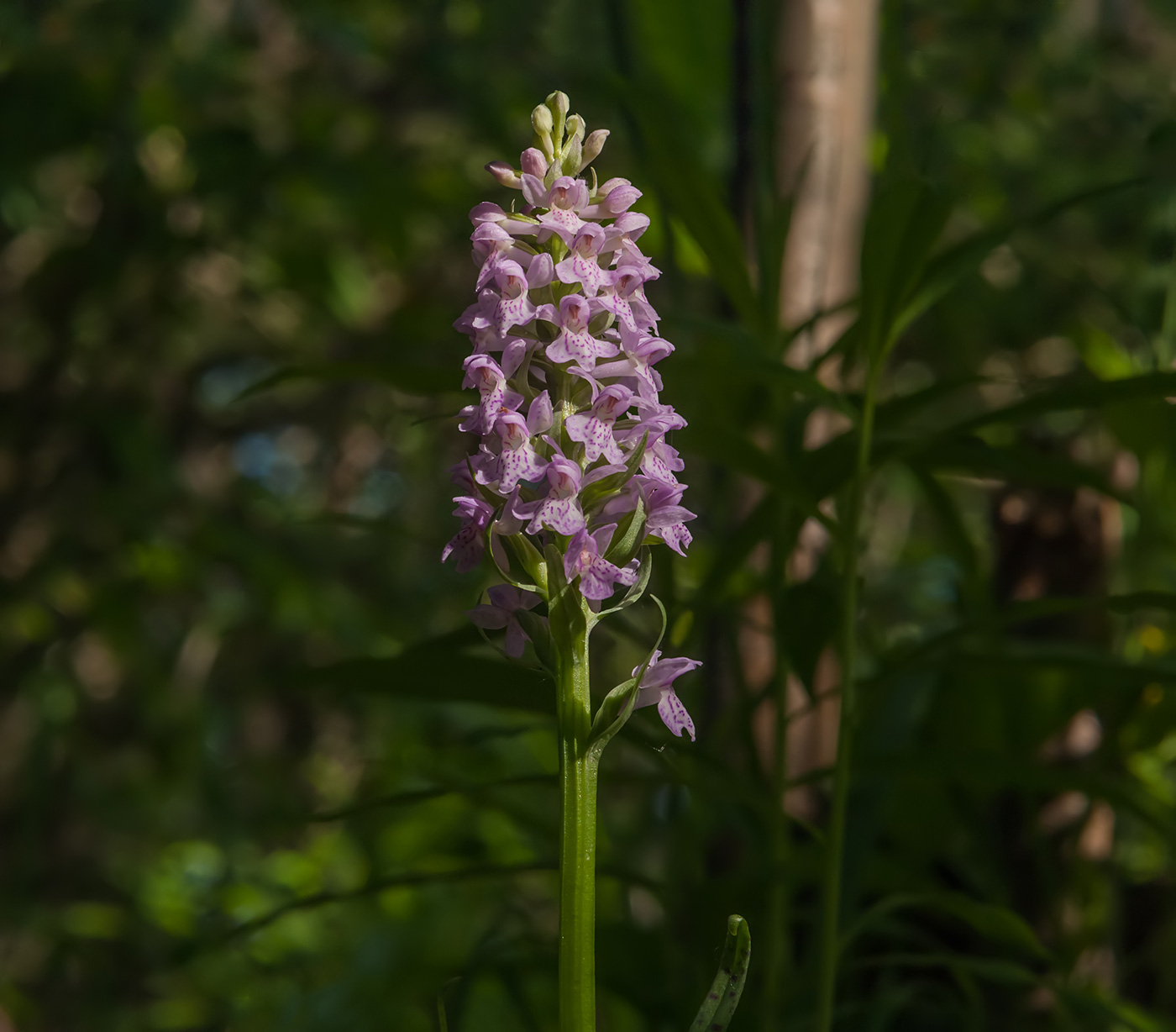Image of Dactylorhiza baltica specimen.
