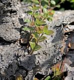 Linnaea borealis