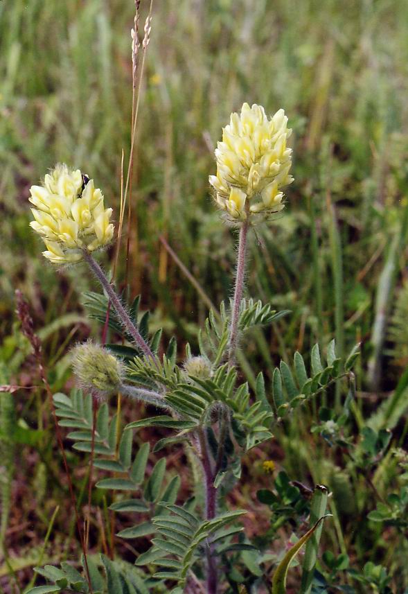 Изображение особи Oxytropis pilosa.