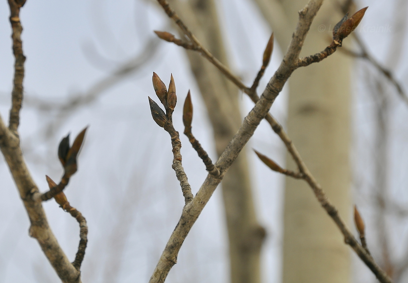 Image of Populus suaveolens specimen.
