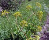 Смотреть изображение Ferula akitschkensis