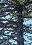 Larix kamtschatica