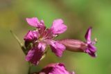 Viscaria vulgaris