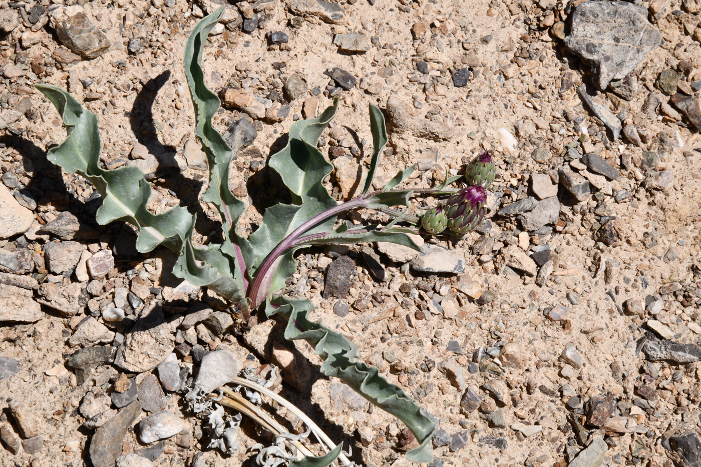 Изображение особи Klasea procumbens.