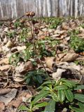Chimaphila umbellata