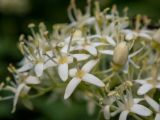 Swida australis. Цветки и бутон. Крым, Южный берег, окр. с. Соколиного, Большой Каньон Крыма, высокий берег р. Аузун-Узень, буково-грабовый лес. 31.05.2024.