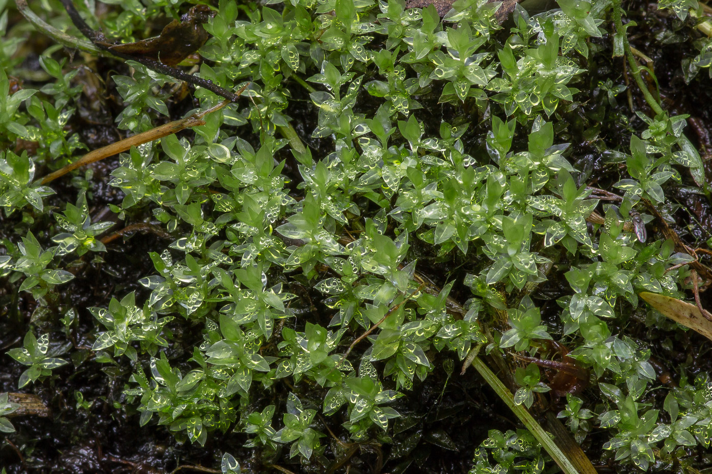 Image of genus Bryum specimen.