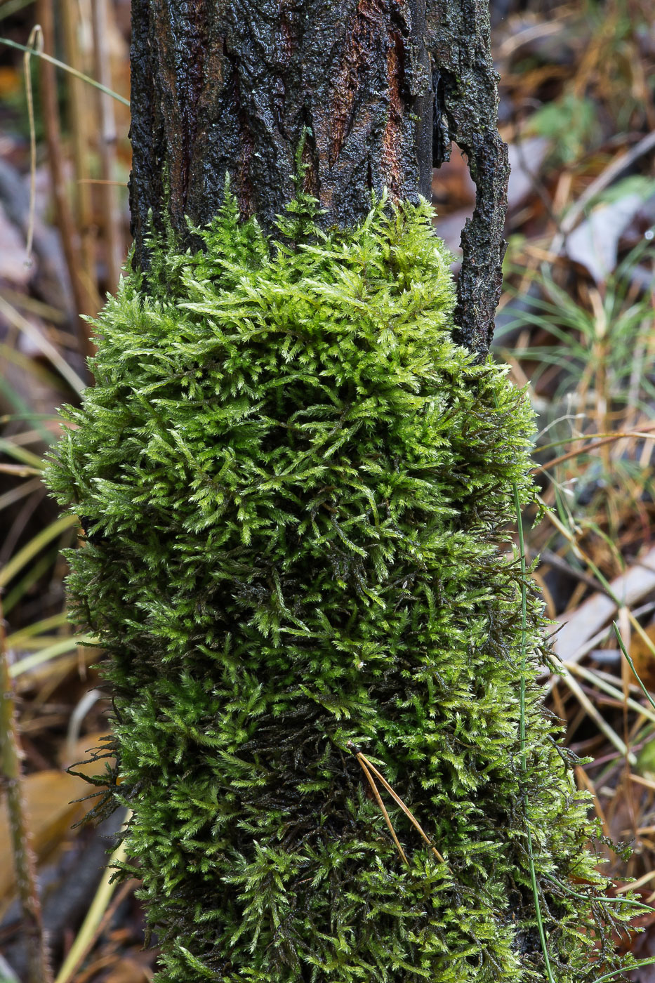 Изображение особи семейство Brachytheciaceae.