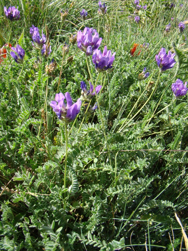 Image of Astragalus incertus specimen.