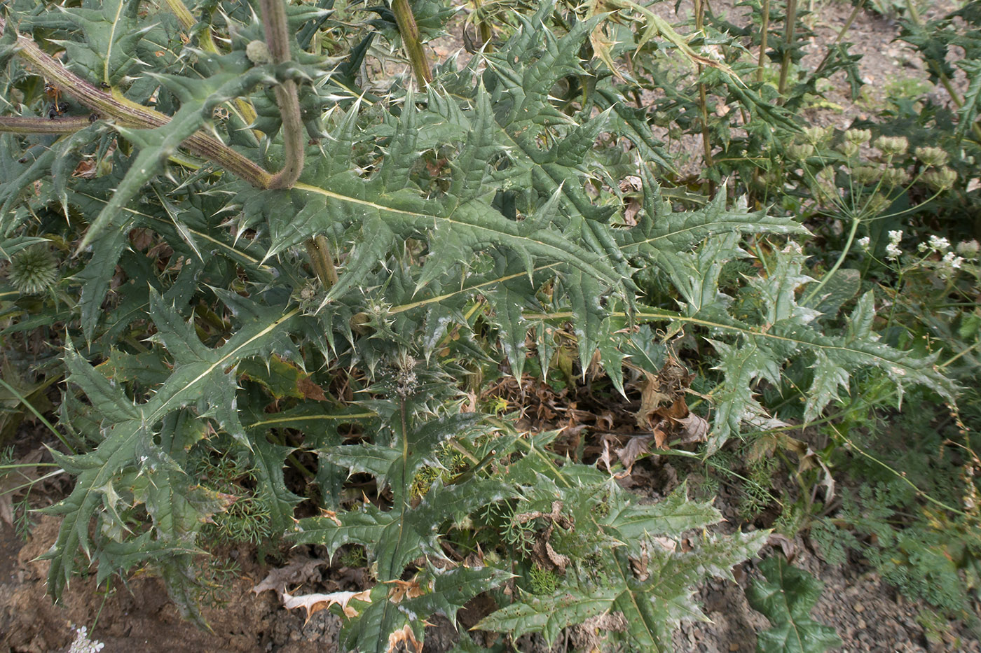 Image of Echinops sphaerocephalus specimen.