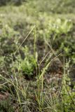 Calamagrostis lapponica
