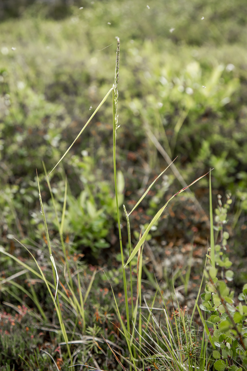 Image of Calamagrostis lapponica specimen.