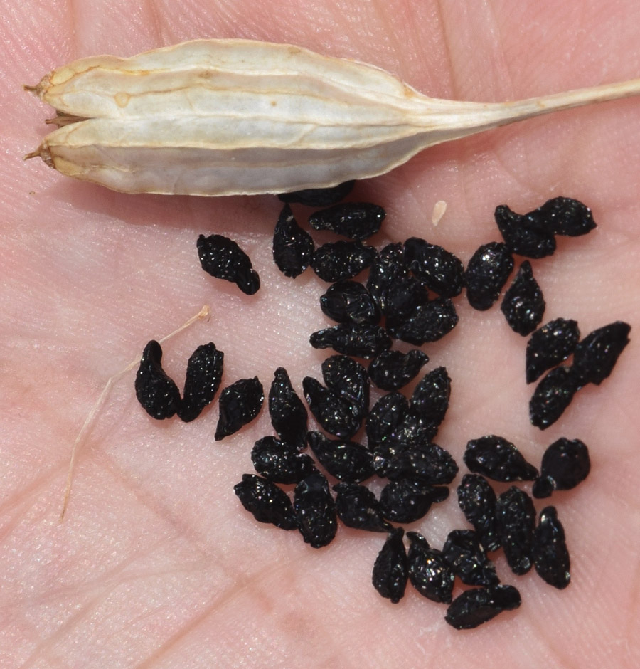 Изображение особи Ixiolirion tataricum.